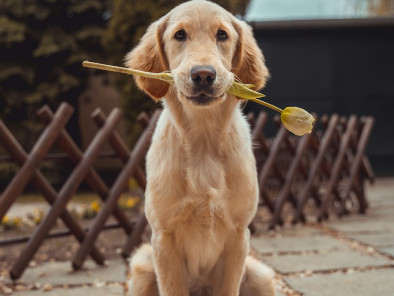 Hund aus dem Tierschutz vs. Züchter — meine Erfahrung 🐕 Nach Jahren im Tierschutz und zwei eigenen Hunden: Die Entscheidung für das Tierheim hat mein Leben verändert!