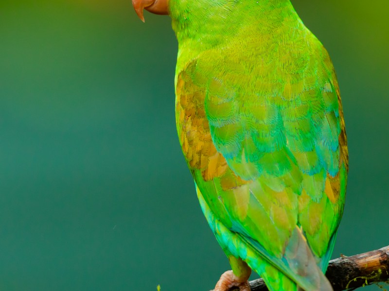 Greifvogel-Station in der Steiermark 🦅 Besuch bei der Greifvogelwarte — Falken, Adler, Eulen aus nächster Nähe. Pflege verletzter Wildtiere ist so wichtig!